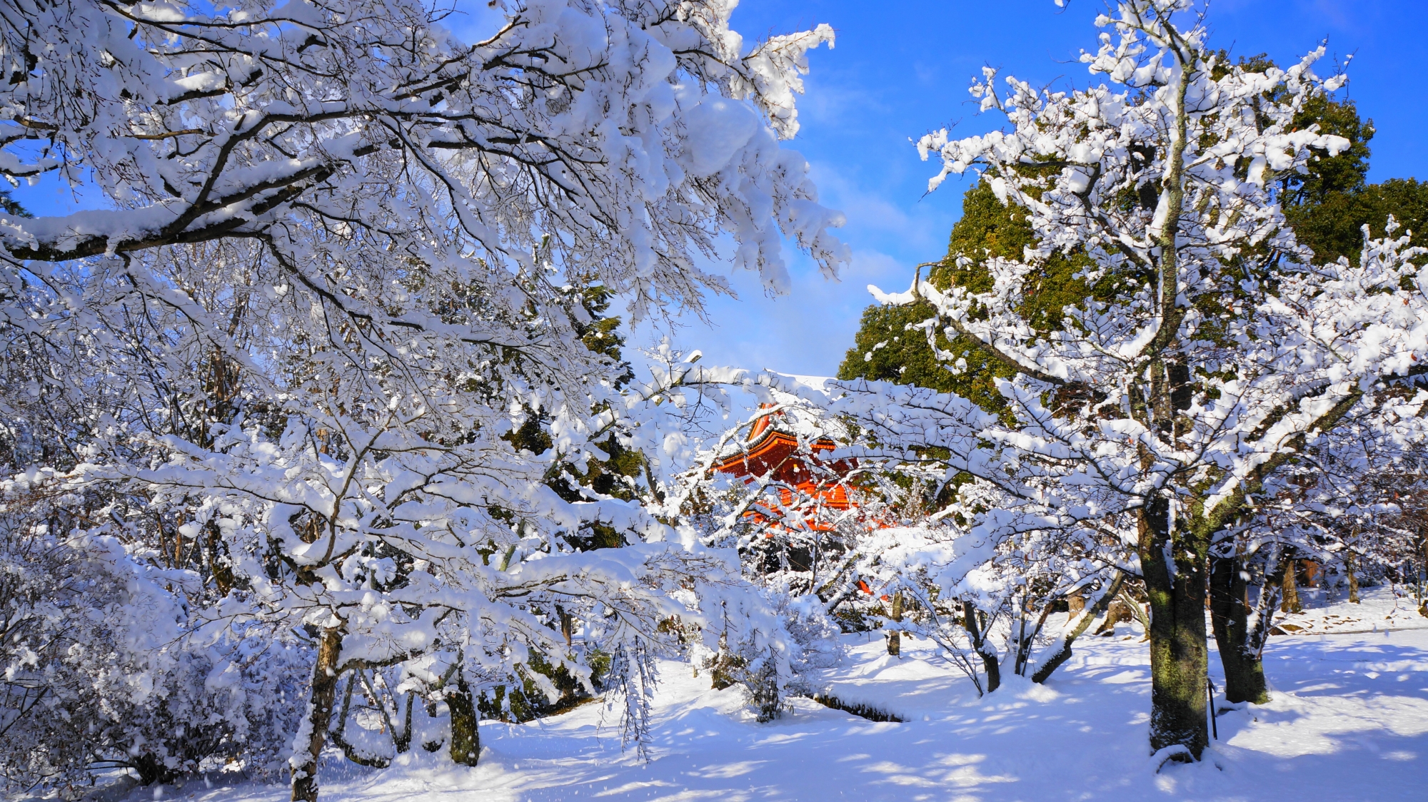 雪の積もった枝が芸術的な仁和寺