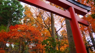 勝手神社の鮮やかな紅葉