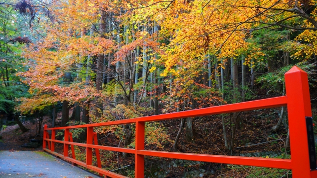 大原の勝手神社の綺麗な紅葉