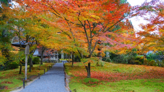 京都三千院門跡の有清園の見ごろの紅葉