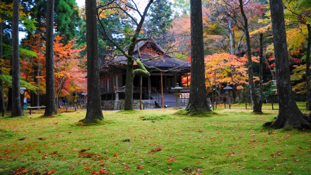京都大原三千院門跡の往生極楽院付近の見頃の紅葉
