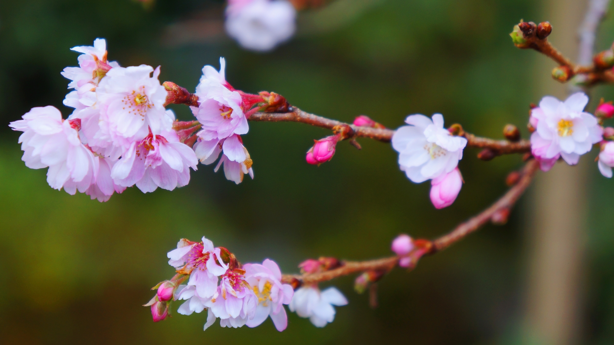 淡いピンクの花から真っ白の花まである不断桜
