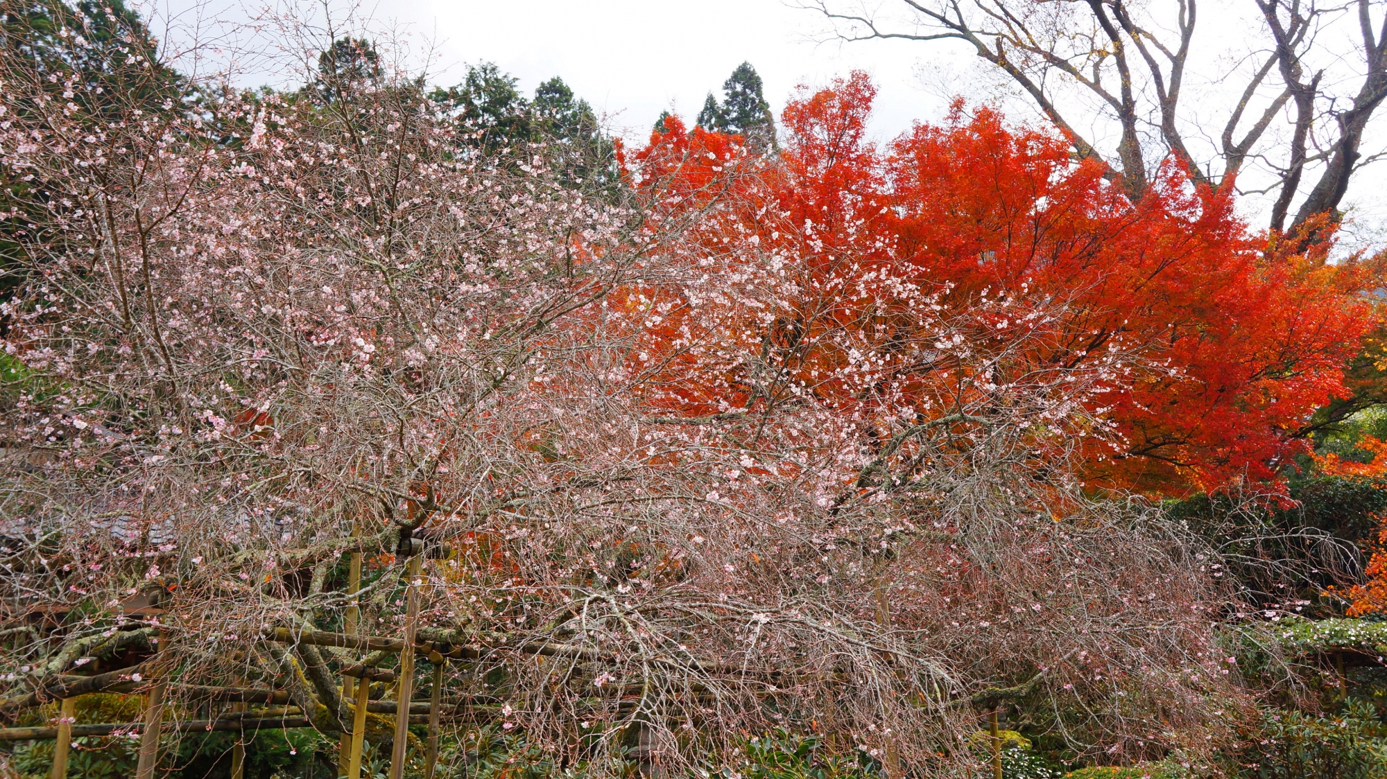 桜と紅葉が一緒に楽しめるお寺として有名な実光院