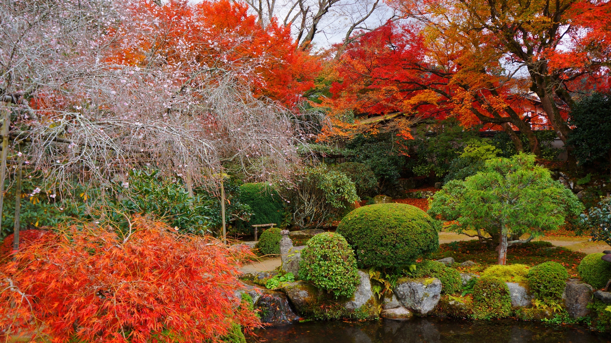 桜と紅葉に彩られた秋の趣きある庭園