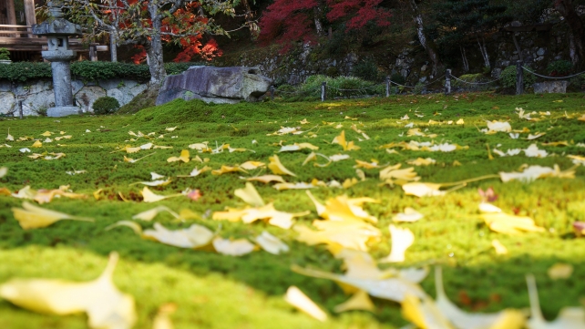 紅葉の時期の勝林院の苔と銀杏