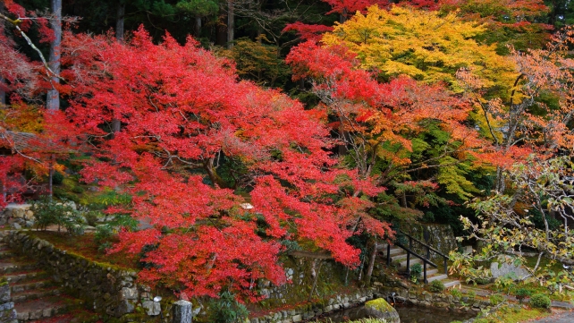 京都大原勝林院の石造宝篋印塔付近の紅葉