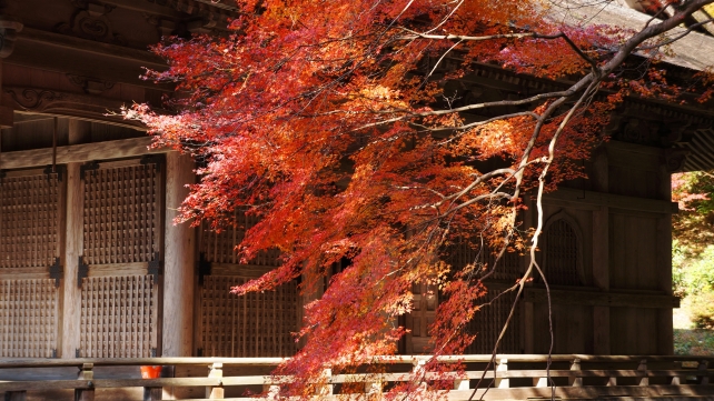 紅葉の時期の大原勝林院の本堂