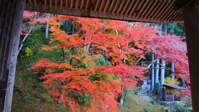 本堂から眺めた勝林院境内と見頃の紅葉