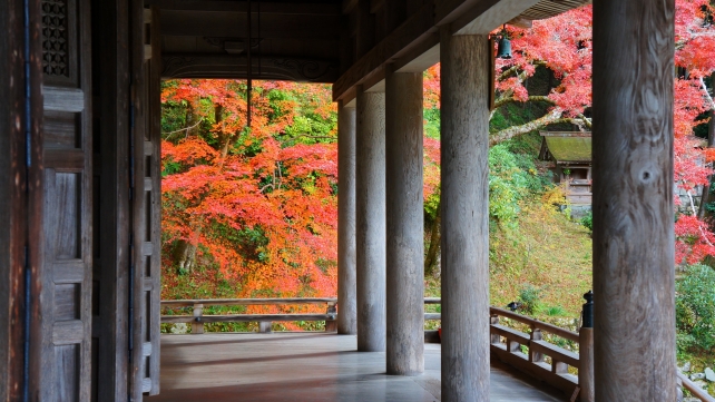 本堂から眺めた勝林院境内と紅葉