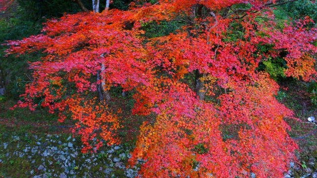 本堂から眺めた大原勝林院境内と見頃の紅葉 11月18日