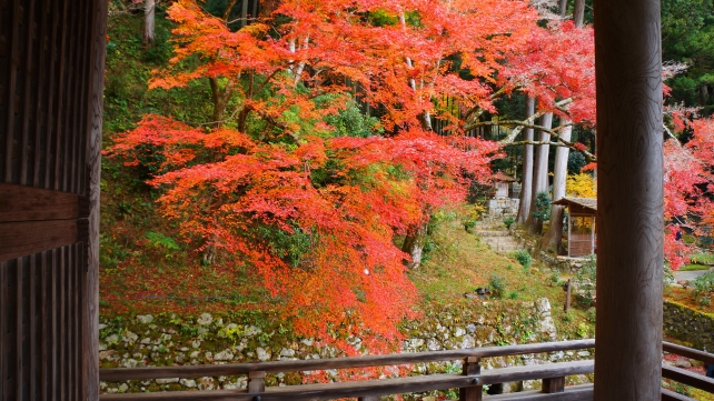 本堂から眺めた勝林院の見ごろをむかえた紅葉