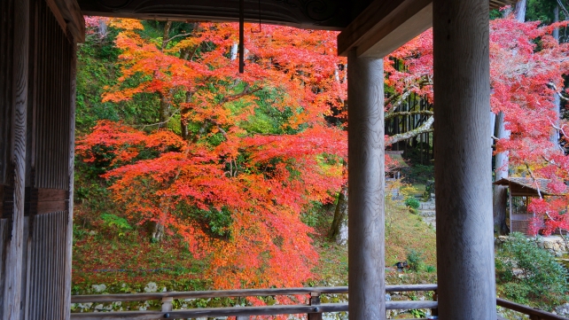 本堂から眺めた大原勝林院境内と見頃の紅葉