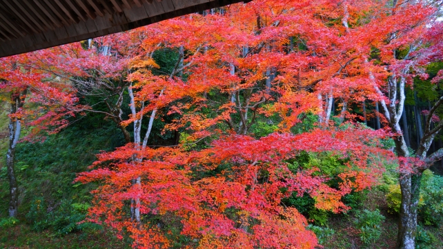 本堂から眺めた勝林院境内と紅葉