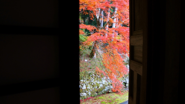 本堂から眺めた勝林院境内と見頃を迎えた紅葉