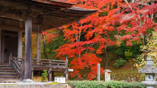 京都大原勝林院の本堂と見頃の紅葉