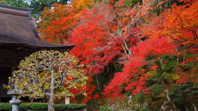 大原勝林院の本堂と見頃の紅葉