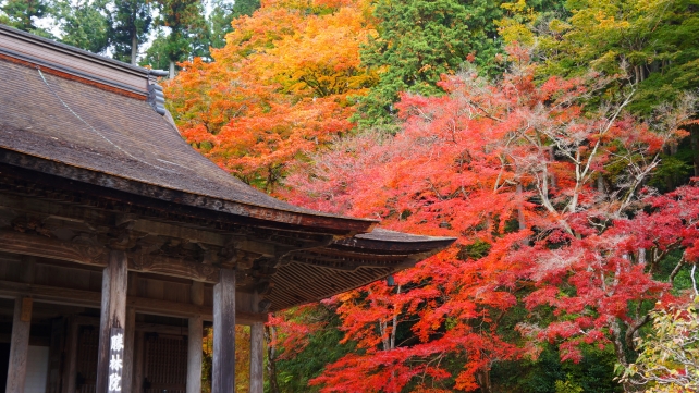 大原勝林院の本堂と見頃の紅葉