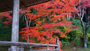 勝林院の本堂と紅葉