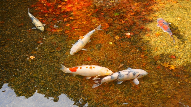 紅葉の寂光院の四方正面の池