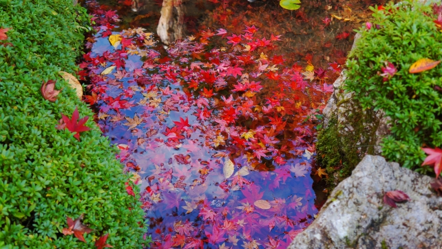 紅葉のつつまれた大原寂光院の汀の池