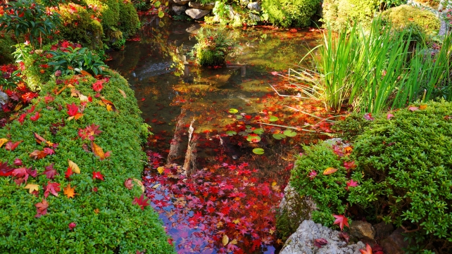 大原寂光院の汀の池の紅葉