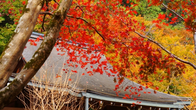 汀の池から眺めた大原寂光院の本堂と紅葉