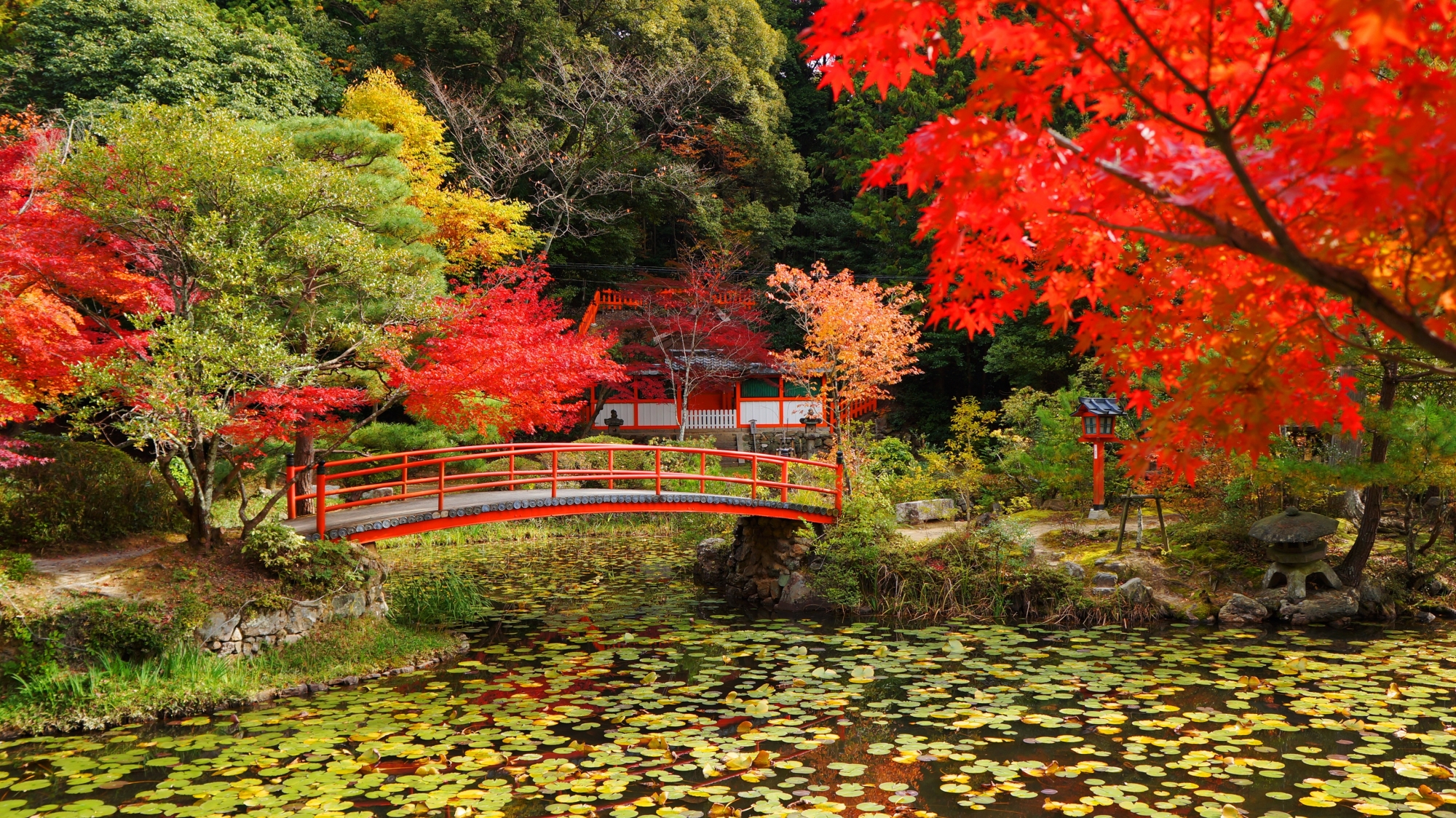 Beautiful Autumn Leaves of Koisawa-no-ike Pond of Oharano-jinja Shrine in Kyoto