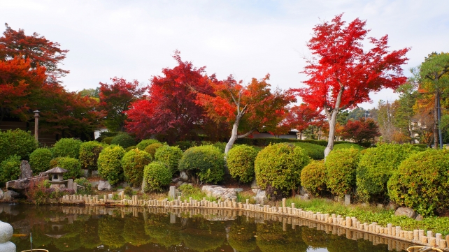 妙満寺の山門付近の見ごろの鮮やかな紅葉