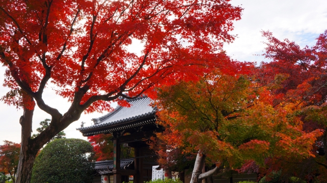 山門と見ごろの綺麗な紅葉