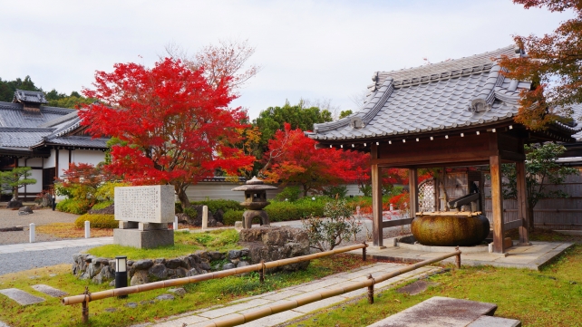 妙満寺の手水舎付近の見ごろの美しい紅葉