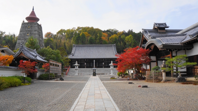 妙満寺の仏舎利大塔・本堂・方丈と見頃の紅葉