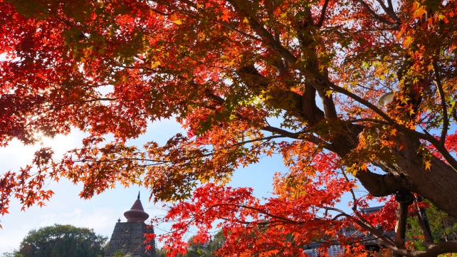 妙満寺の仏舎利大塔と見ごろの紅葉