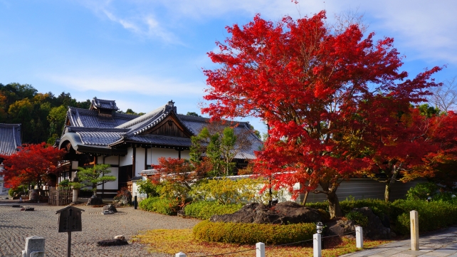 妙満寺の方丈と見ごろの紅葉と青い空