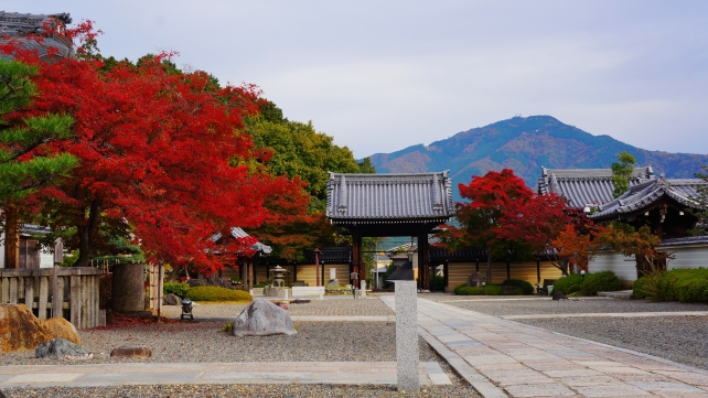 隠れたもみじの名所の妙満寺の境内の見頃の美しい紅葉と比叡山