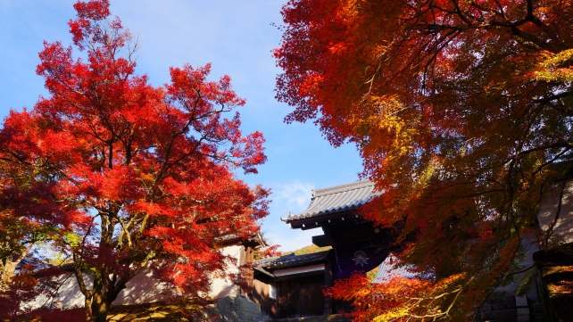 曼殊院門跡の勅使門の鮮やかな紅葉