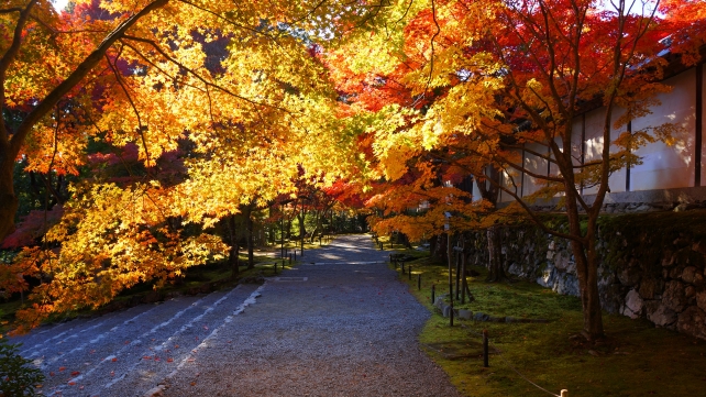 京都二尊院の黒門前の見ごろの紅葉