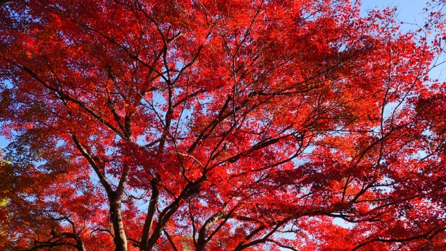 嵯峨二尊院の角倉了以翁像付近の赤い紅葉と青い空 11月