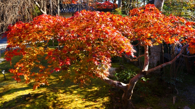 京都二尊院の本堂前の見ごろの紅葉