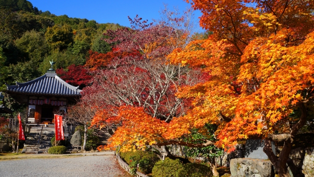 京都二尊院の九頭龍弁財天と見ごろの紅葉