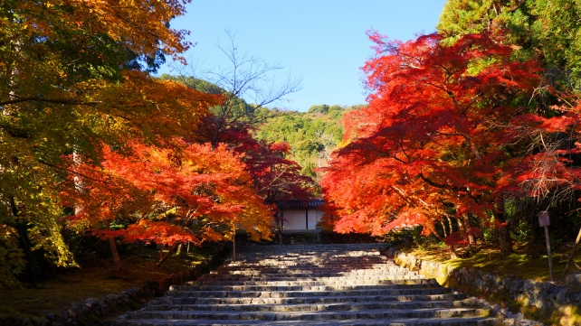 京都二尊院の紅葉の馬場の見ごろの紅葉