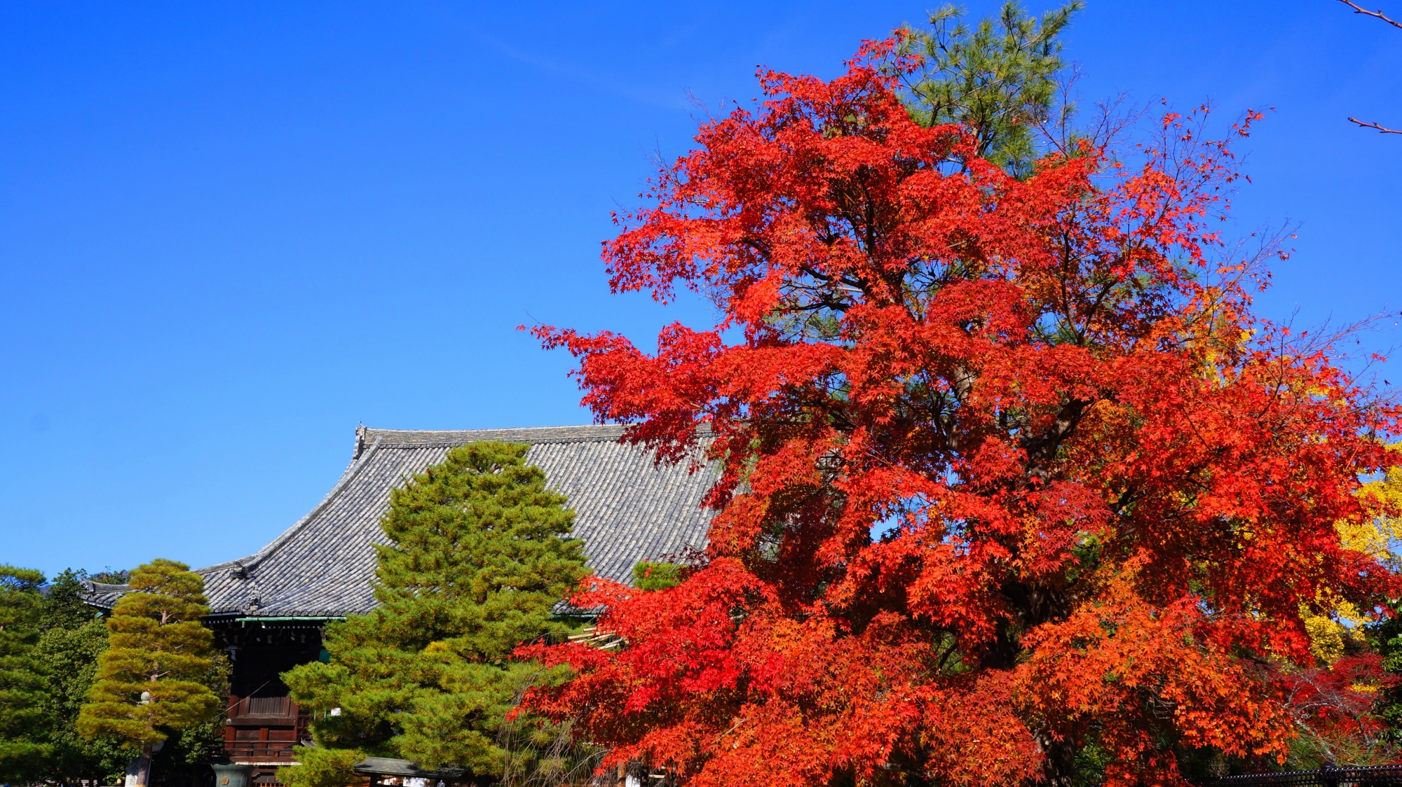 清涼寺の本堂と青空に映える鮮やかな紅葉