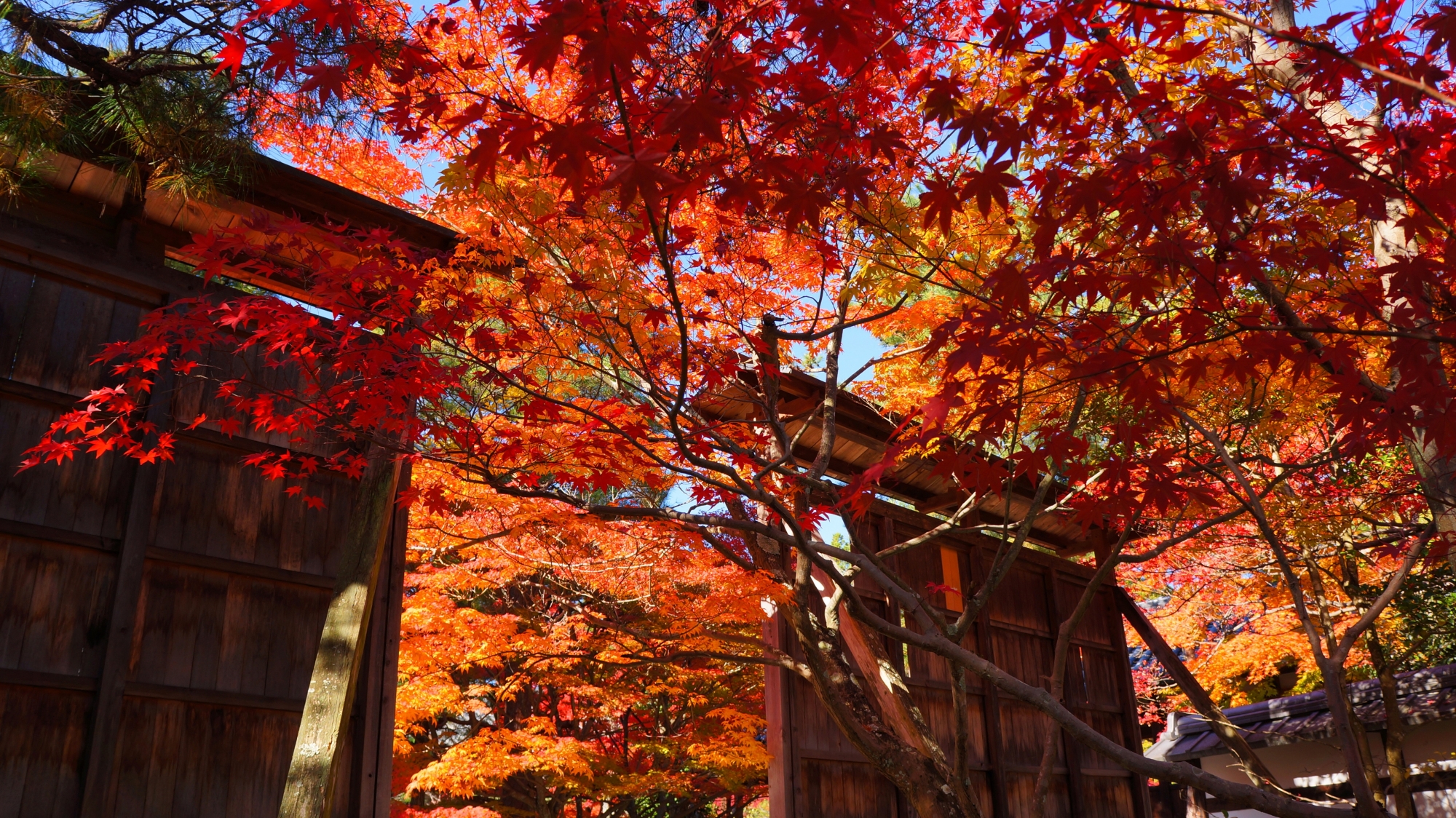 清涼寺の素晴らしい紅葉と秋の情景