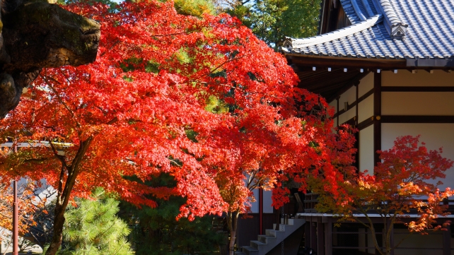 大覚寺の御影堂裏の見頃の優美な紅葉