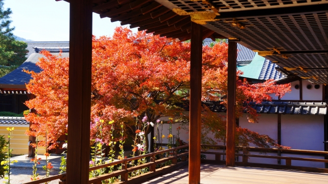 大覚寺の宸殿と見頃の鮮やかな紅葉