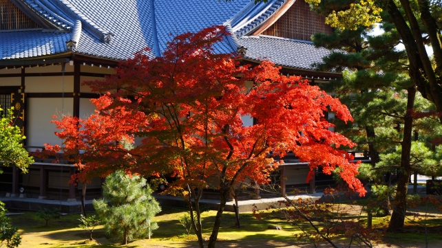 大覚寺の御影堂裏の見ごろの美しい紅葉