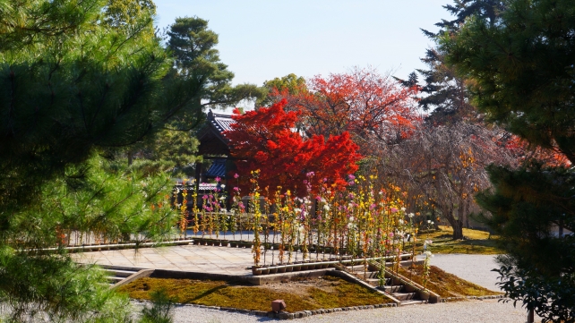 大覚寺の御影堂と見頃の華やかな紅葉