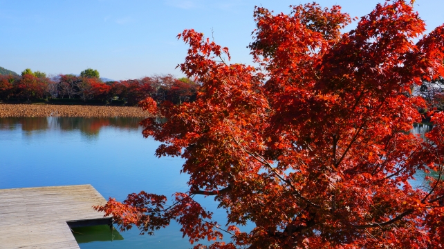 大覚寺五大堂から眺めた大沢池と見頃の優雅な紅葉