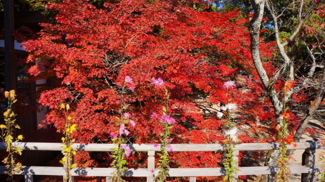 大覚寺の五大堂横の見ごろの見事な紅葉
