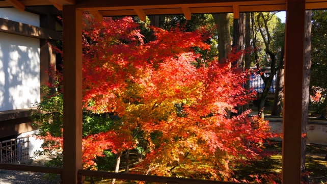 Kyoto Daikaku-ji Temple autumn leaves 見ごろ 霊宝館前 大覚寺