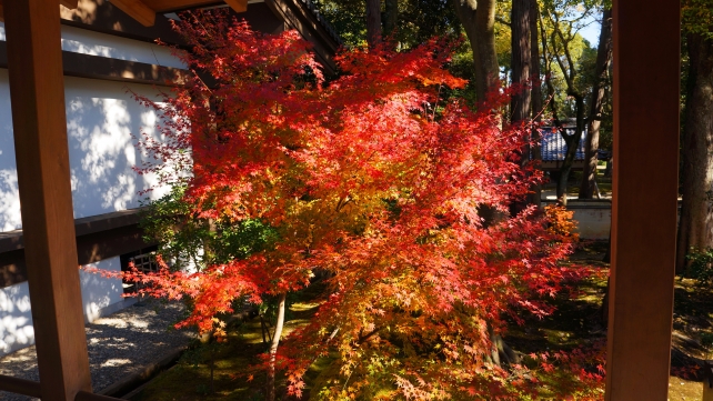 大覚寺の霊宝館前の見ごろの紅葉
